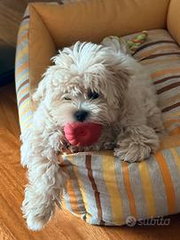 Maltipoo cucciolo