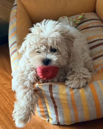 Maltipoo cucciolo
