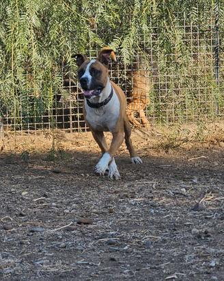 Pitt bull