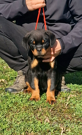 Cuccioli rottweiler alta genealogia