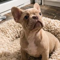 Cucciolo bulldog francese esotico