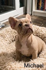 Cucciolo bulldog francese esotico