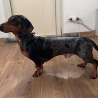 Bassotto tedesco a.silver - mon ta