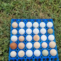 U.o.v.a del contadino