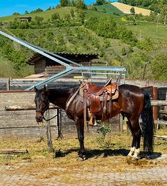 Quarter horse Stallone