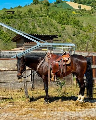 Quarter horse Stallone