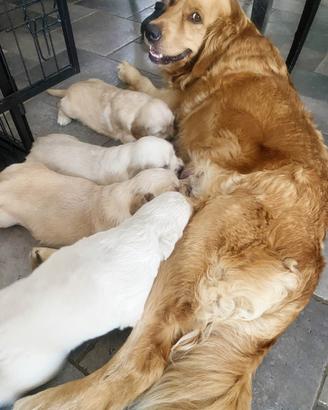 Cucciole Golden Retriever