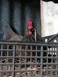 Galline da cova