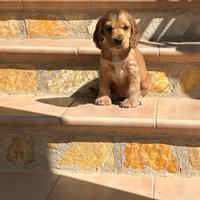 Cocker Spaniel cucciola