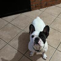 Bulldog francese
