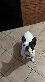 Bulldog francese