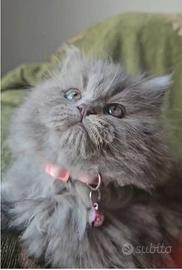 Tenera gattina persiana siberiana