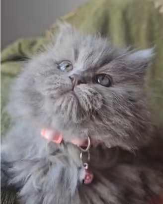 Tenera gattina persiana siberiana