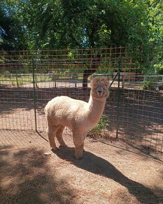 Alpaca
