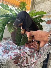 Cucciolo di bassotto keninchen