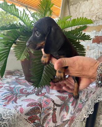 Cucciolo di bassotto keninchen