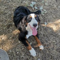 Bovari del bernese cucciole