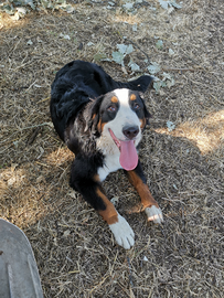 Bovari del bernese cucciole