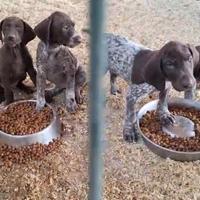 Cuccioli 45gg Kurzhaar