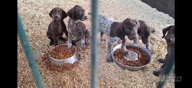 Cuccioli 45gg Kurzhaar