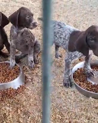 Cuccioli 45gg Kurzhaar