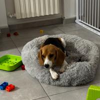 Cucciolo di Beagle