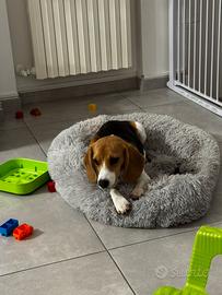 Cucciolo di Beagle