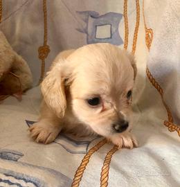 Maltipoo maltese e barboncino