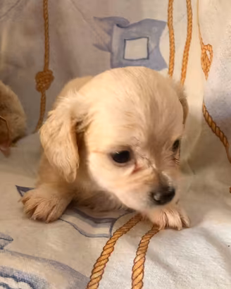 Maltipoo maltese e barboncino