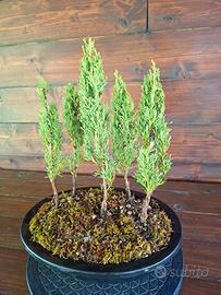 Bonsai boschetto di Cipressi. Visita i profilo.