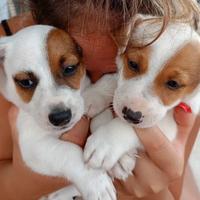 Cuccioli di jachk russell