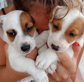 Cuccioli di jachk russell
