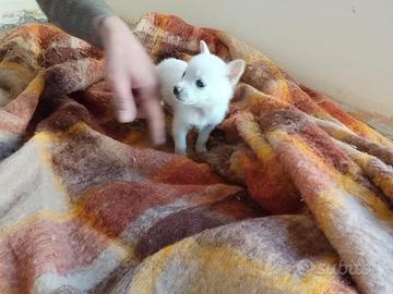 Cuccioli incrocio chihuahua