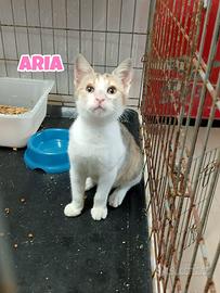 Aria gattina tricolore di 3 mesi