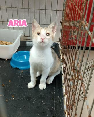 Aria gattina tricolore di 3 mesi
