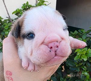 bulldog inglese 