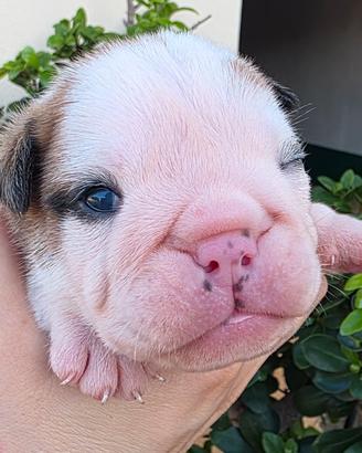 bulldog inglese 