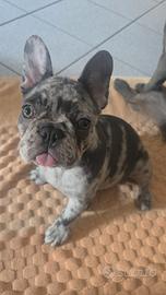 Bulldog francese
