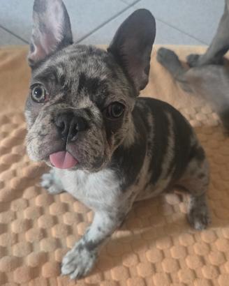 Bulldog francese