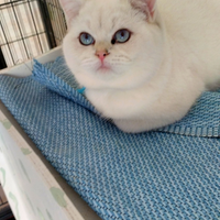 Gattino british shorthair Silver Chinchilla 4 mesi