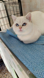 Gattino british shorthair Silver Chinchilla 4 mesi