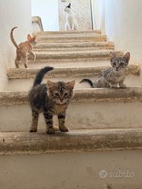 Gattini alla riscossa