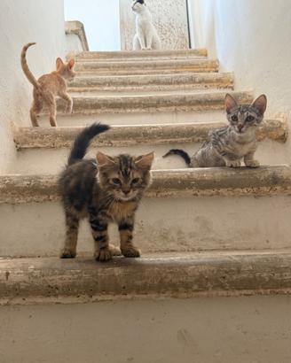 Gattini alla riscossa