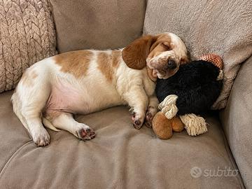 Cuccioli di basset hound con pedigree enci