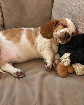 Cuccioli di basset hound con pedigree enci