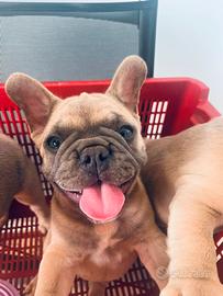 Bulldog francese
