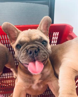 Bulldog francese