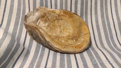 Conchiglia fossile (Ostrica )