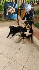 Cuccioli Amstaff