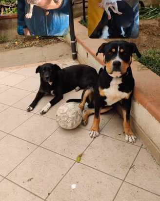 Cuccioli Amstaff